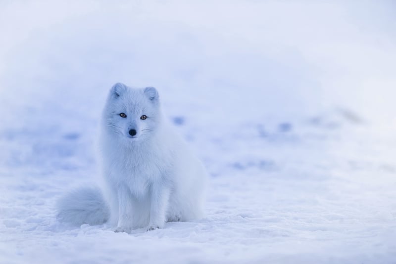 Mutant Wildlife